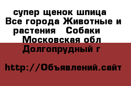 супер щенок шпица - Все города Животные и растения » Собаки   . Московская обл.,Долгопрудный г.
